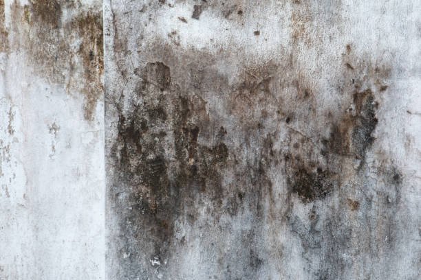 Professional Mold Removal in Picacho Hills, NM