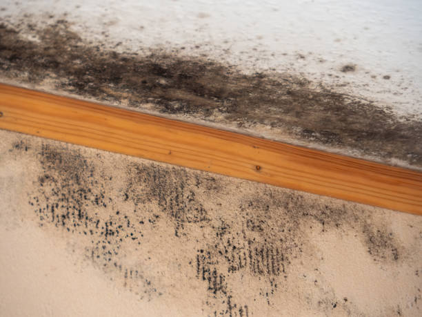 Best Mold Remediation for Healthcare Facilities  in Picacho Hills, NM
