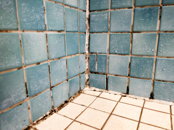 Asbestos and Lead Testing During Mold Inspection in Picacho Hills, NM